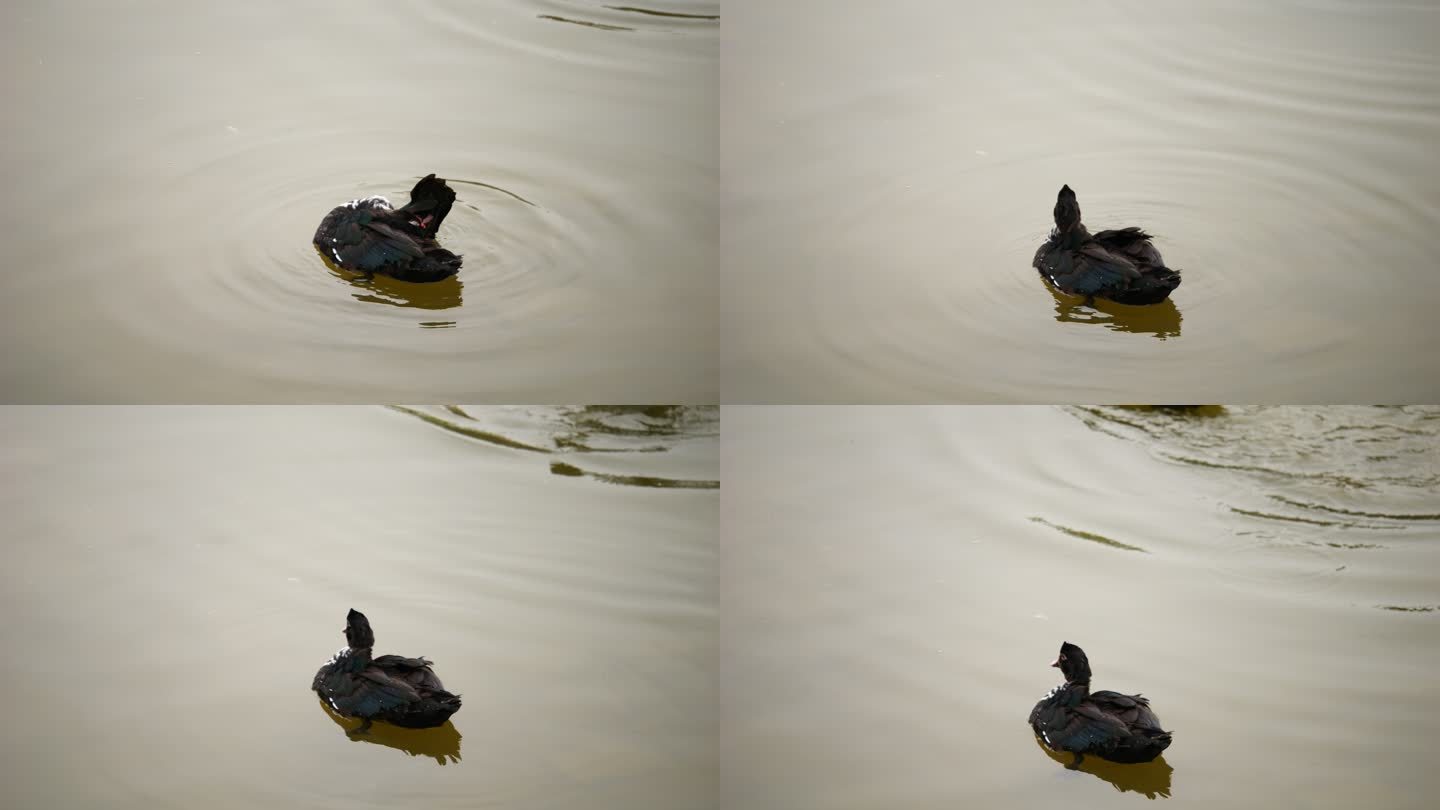 池塘水面鸭子黑鸭子家禽动物游泳戏水