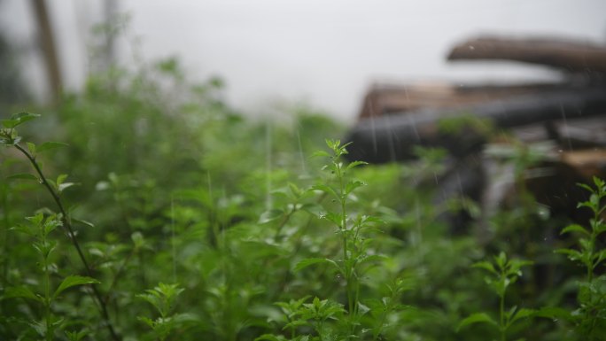 下雨天 雨淋植物