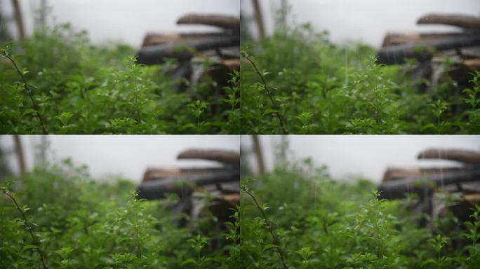 下雨天 雨淋植物