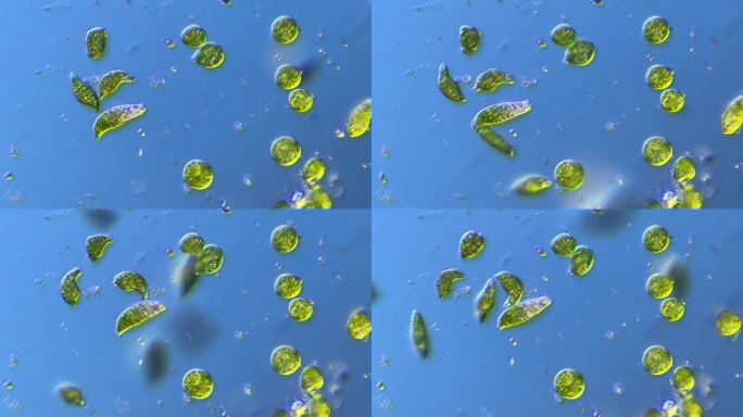 显微镜下放大200倍的微生物眼虫裸藻