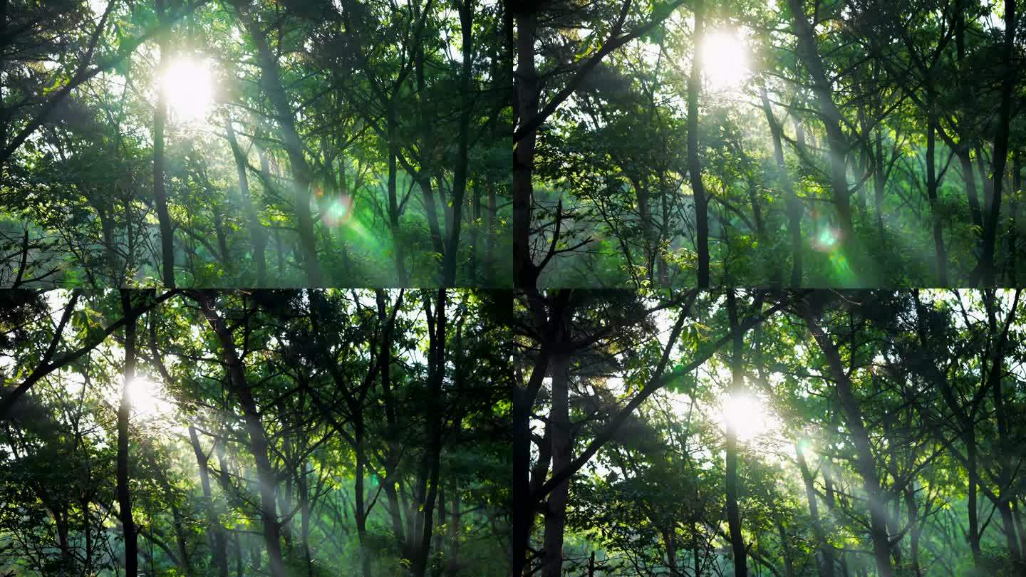 阳光 逆光 逆光下的树叶