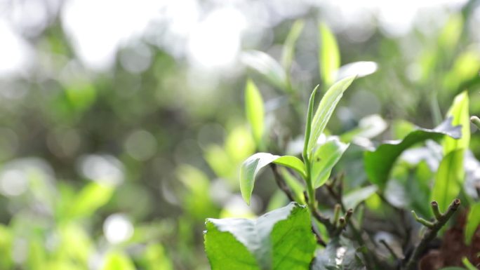 茶山茶树茶叶绿色种植园全角度特写镜头5