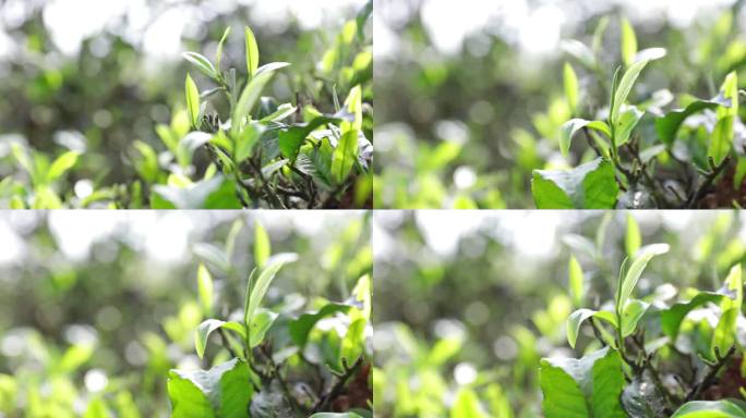 茶山茶树茶叶绿色种植园全角度特写镜头5