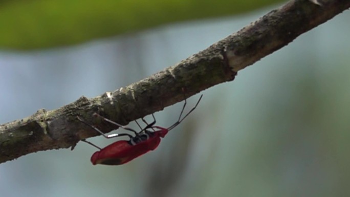 红甲虫在树干下缓慢爬行慢镜头