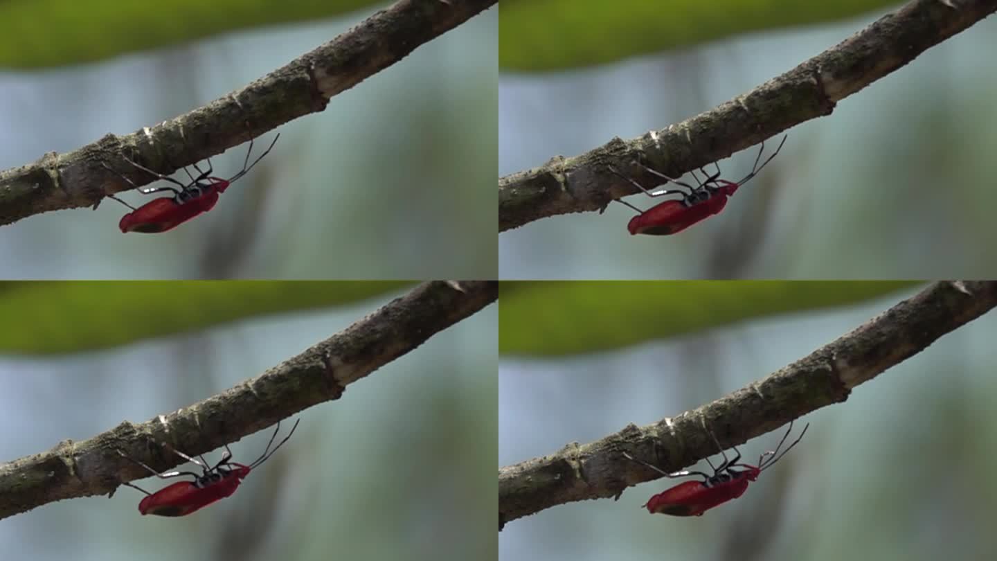 红甲虫在树干下缓慢爬行慢镜头