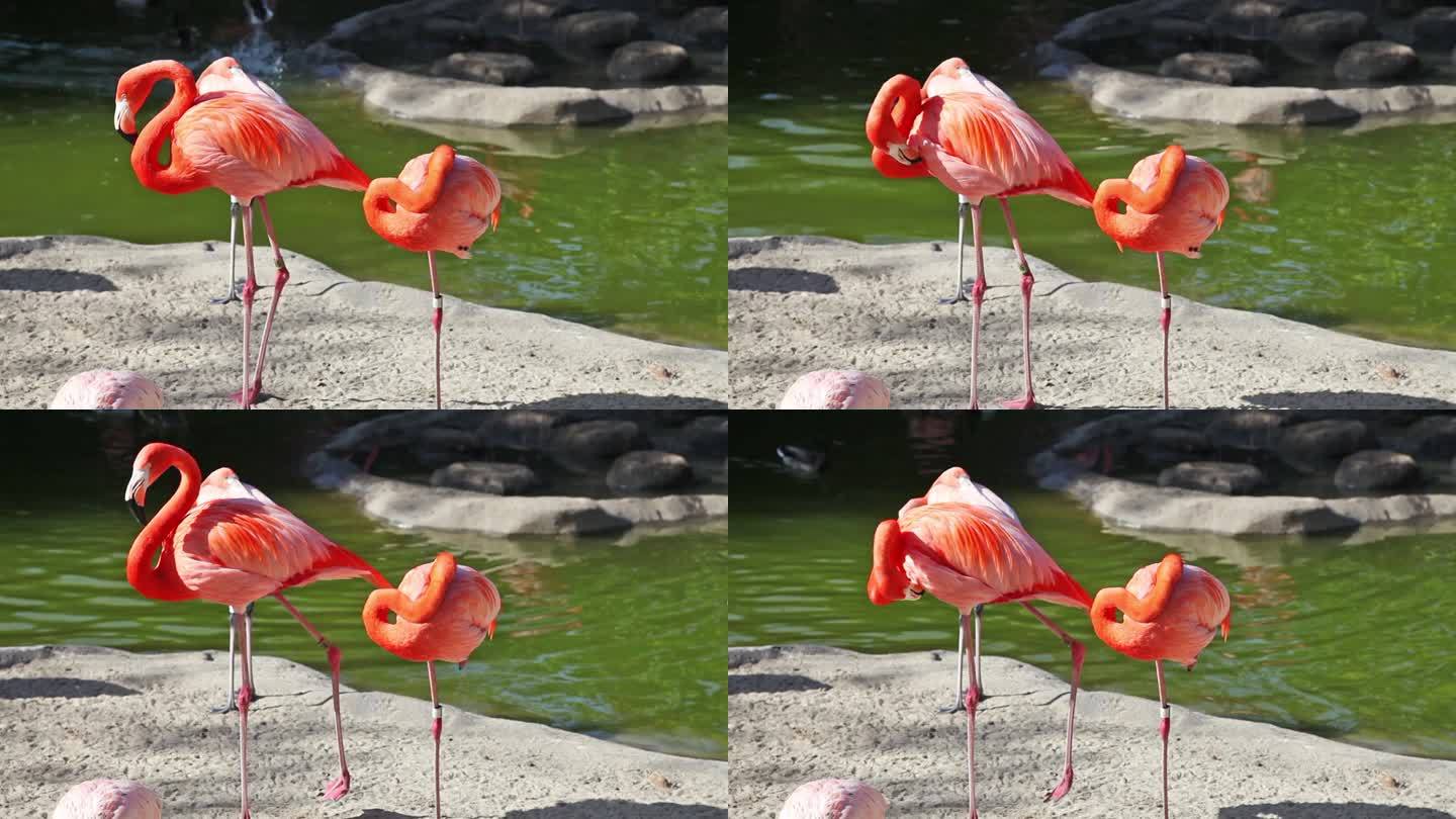 动物园粉红色火烈鸟清洁羽毛