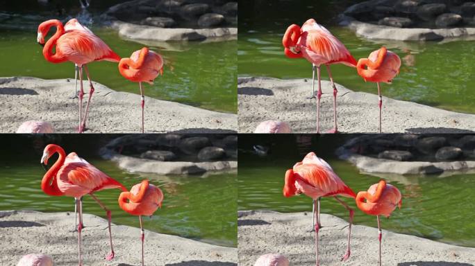 动物园粉红色火烈鸟清洁羽毛