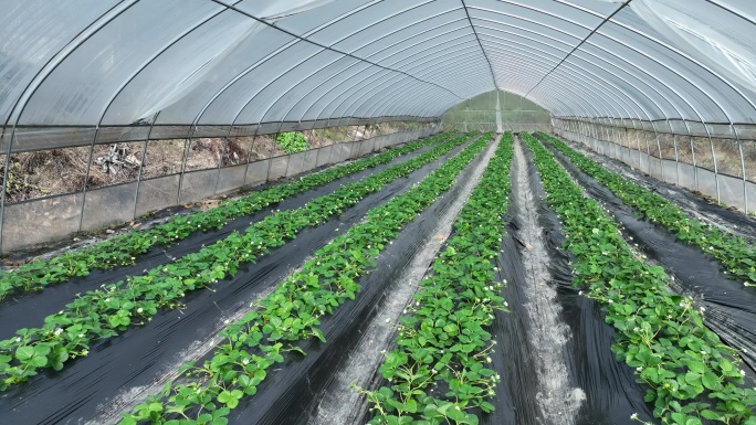 草莓大棚种植基地产业振兴乡村
