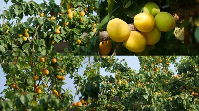 杏 杏树 杏成熟 果实4