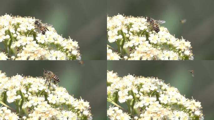 大蜜蜂花丛起飞降落划过画面