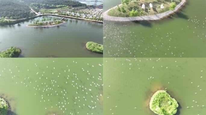 航拍山东荣成西霞口海驴岛码头外的海鸥湖