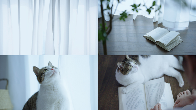 夏天落地窗边窗帘飘动 猫咪陪伴读书