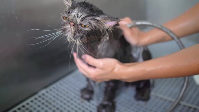 宠物店宠物医院小猫洗澡剪指甲理发剪毛护理