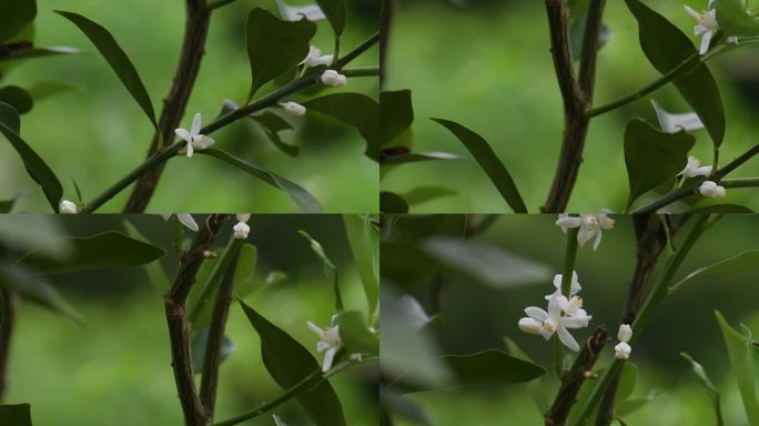 橘子花 橘子树