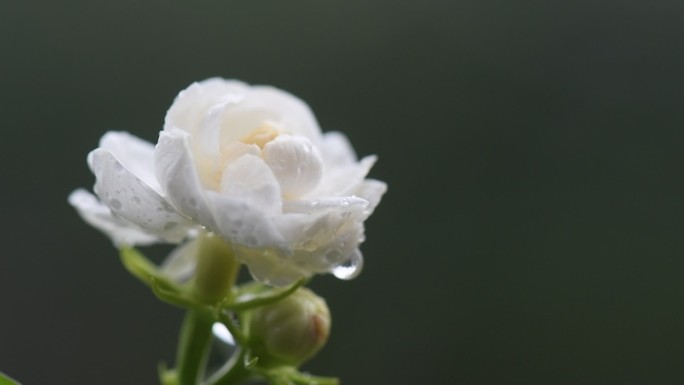 横州宝珠茉莉花