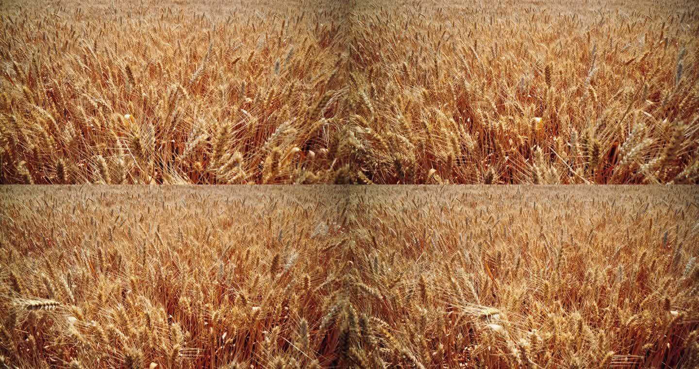 8K金色的麦田地麦子成熟颗粒饱满