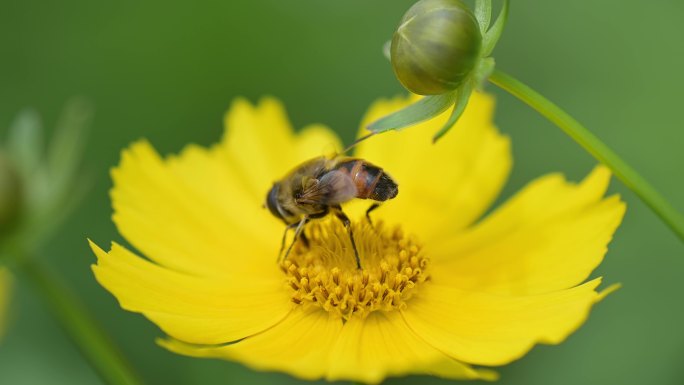 夏天的蜜蜂和野花微距特写镜头