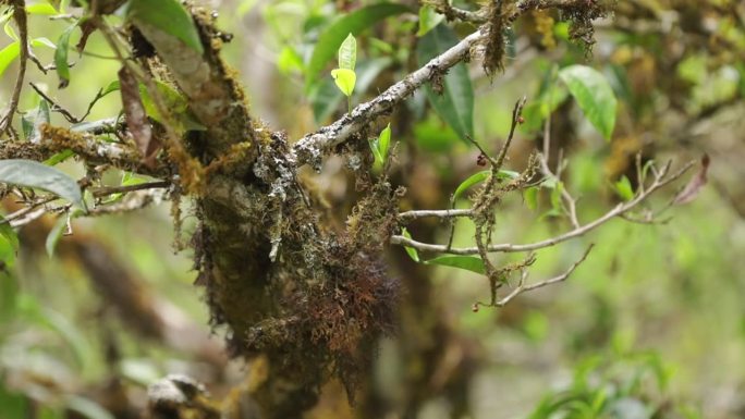 茶山茶树茶叶绿色种植园全角度特写镜头1