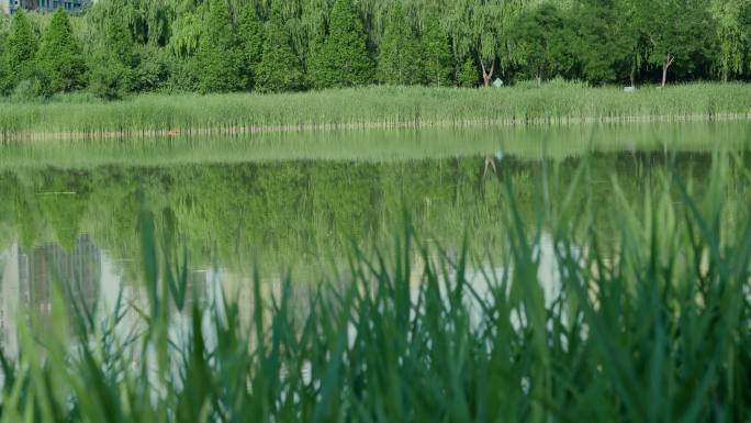 池塘边的芦苇