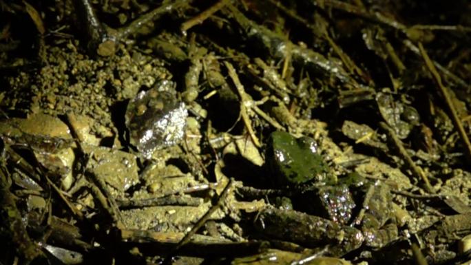 泥地树蛙蹬腿弹离瞬间慢镜头