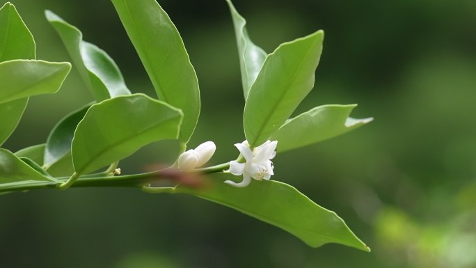 橘子花 橘子树