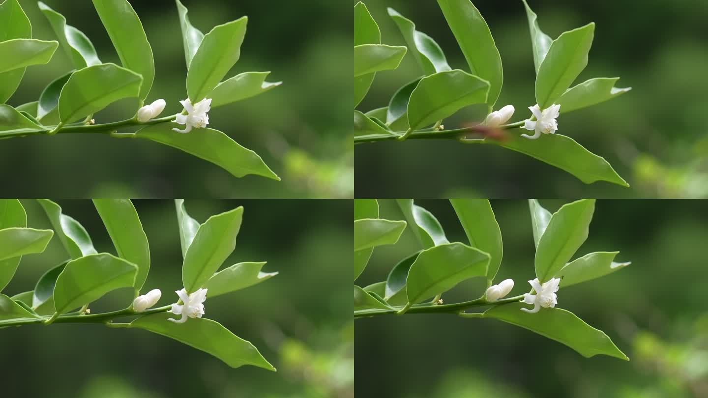 橘子花 橘子树