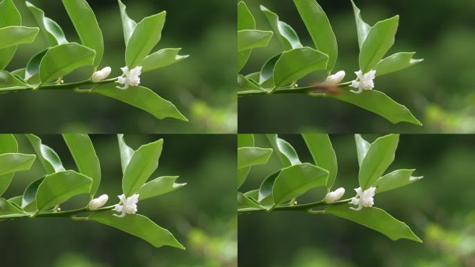 橘子花 橘子树