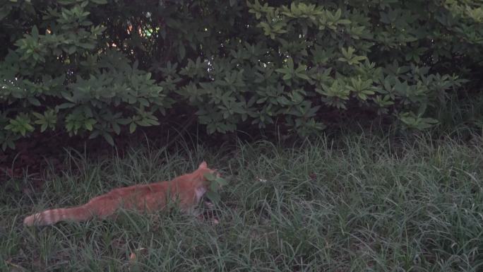 猫咪草地伏击追逐同类