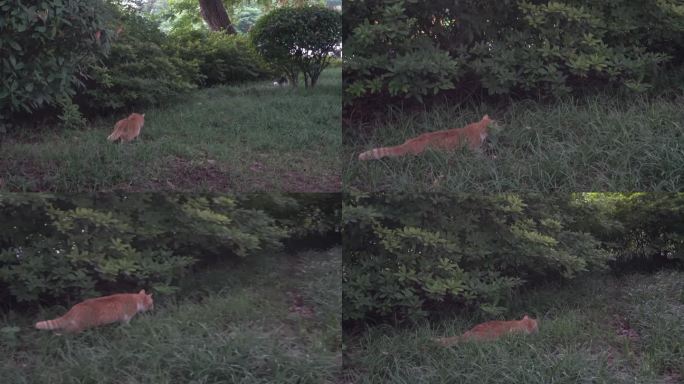 猫咪草地伏击追逐同类