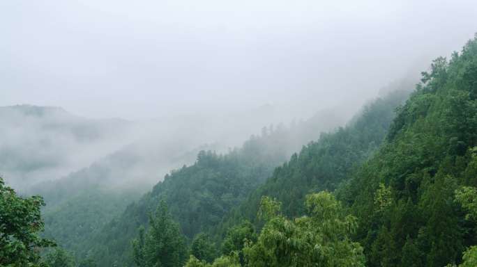 6K雨雾森林大自然风景树林山水自然山山川