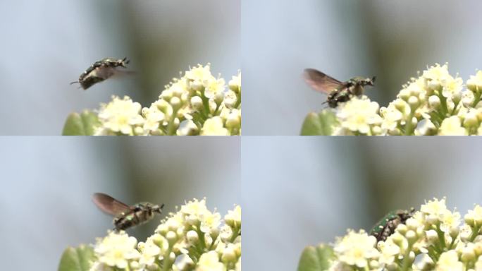大黄蜂在花丛中高速扇动翅膀起伏飞翔