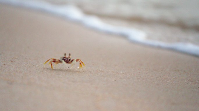 沙滩小螃蟹