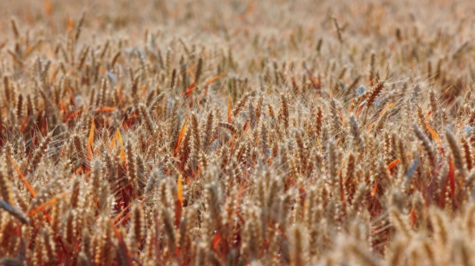 8K微风吹动下金色的麦田麦子成熟丰收