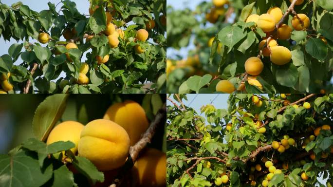 杏 杏树 杏成熟 果实