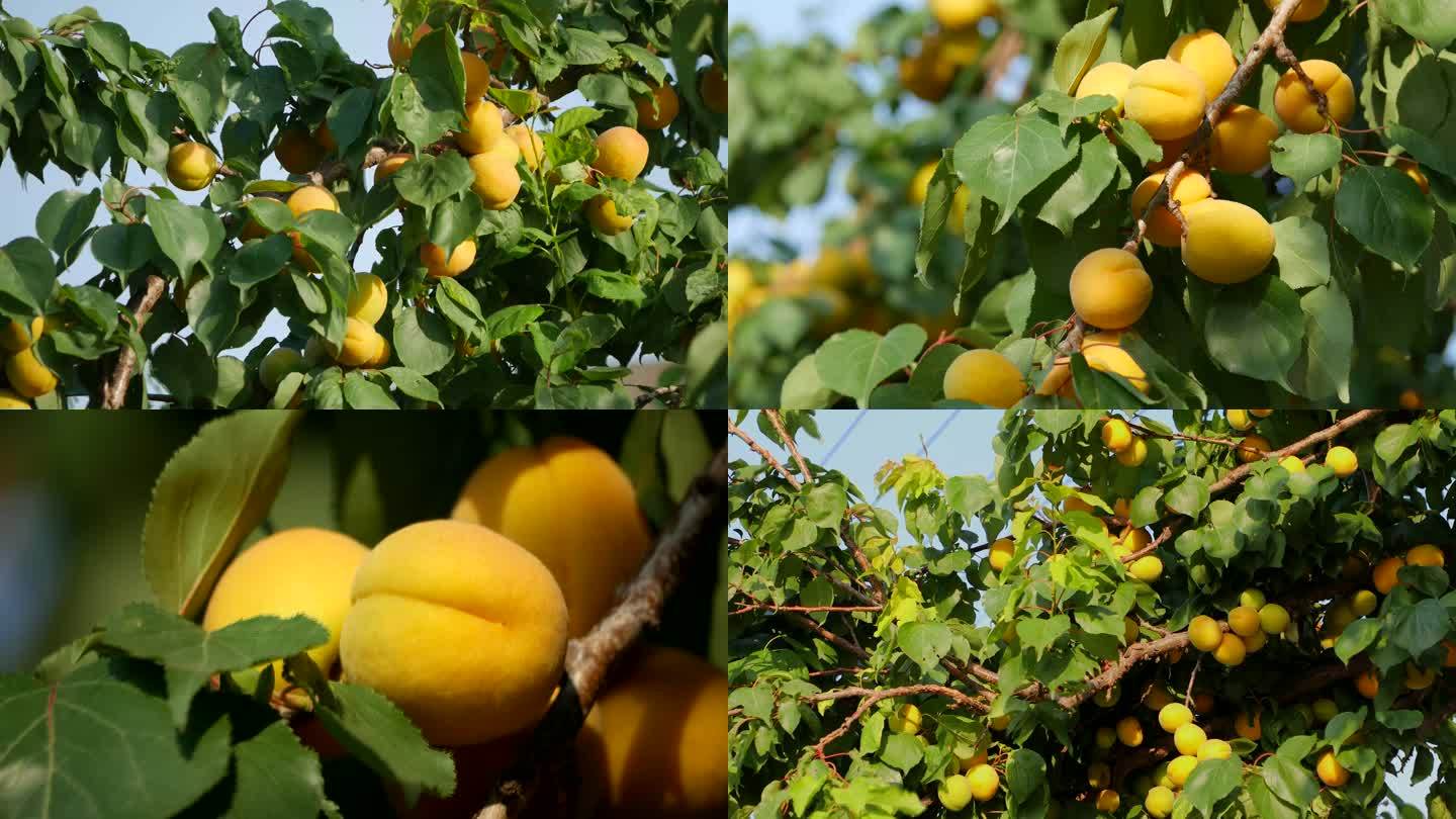 杏 杏树 杏成熟 果实