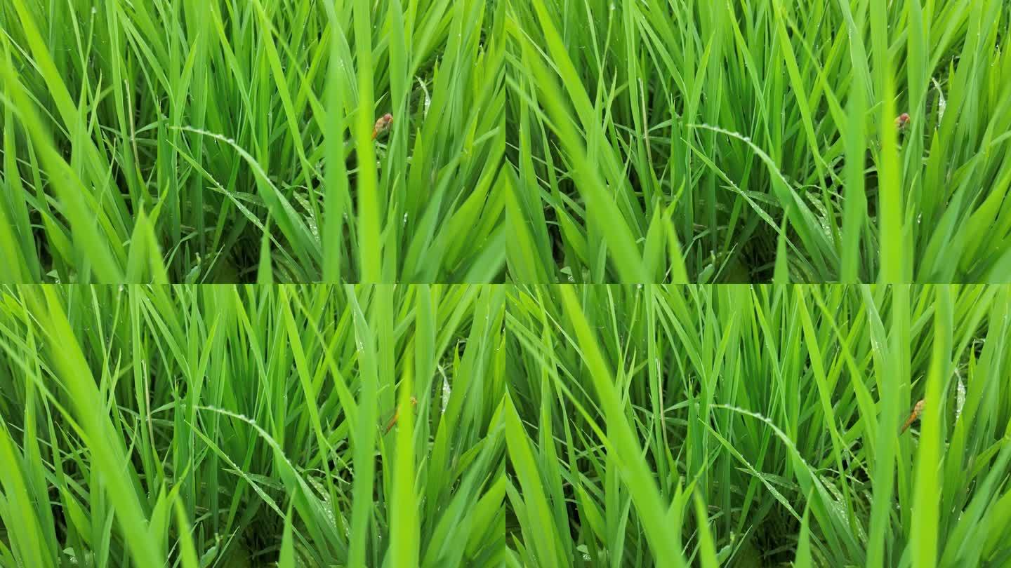 绿色农田  水稻禾苗生长  雨滴露水意境