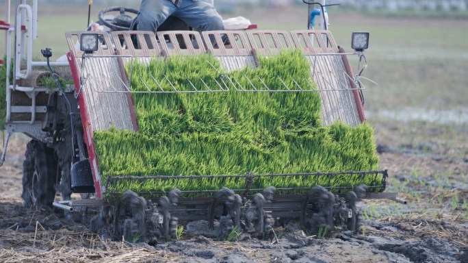 【原创】夏天种植机械化水稻 航拍