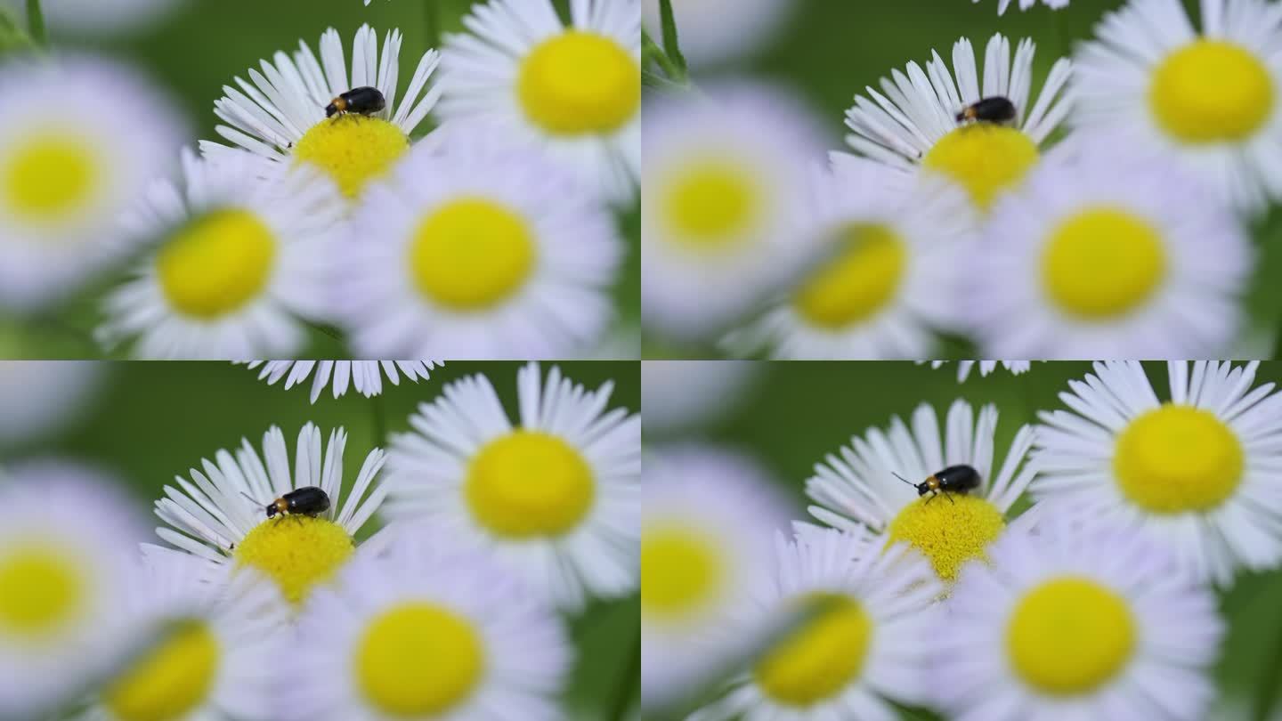 风中摇曳的白色小花和昆虫微距特写镜头