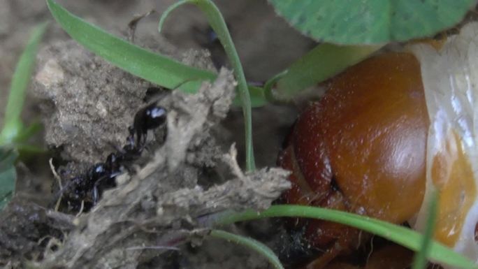 大蚂蚁将猎物拖进洞疑似大蚁王在洞外