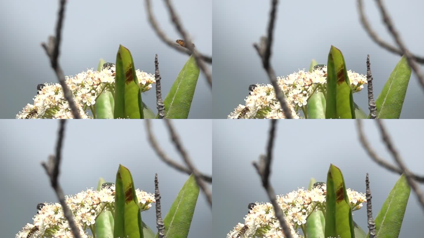 蜜蜂和多昆虫在鲜花中起飞慢镜头