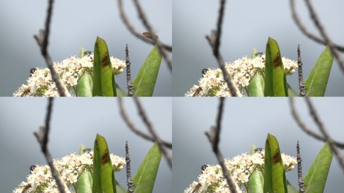 蜜蜂和多昆虫在鲜花中起飞慢镜头