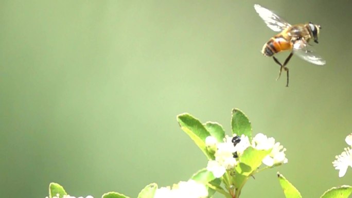 黄蜂优雅飞离花丛慢镜头