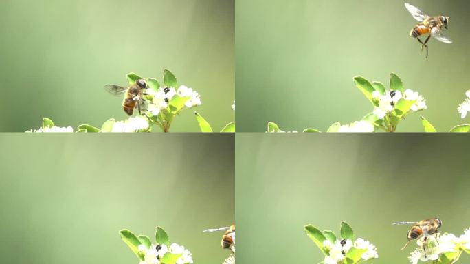 黄蜂优雅飞离花丛慢镜头
