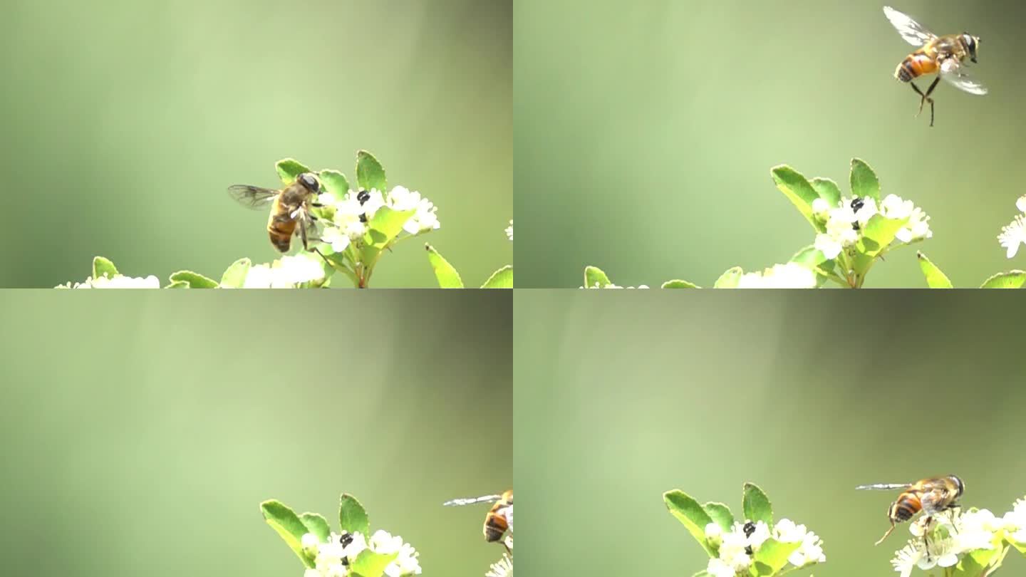 黄蜂优雅飞离花丛慢镜头