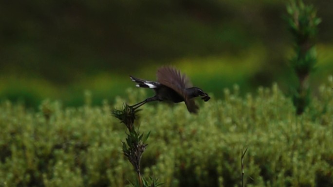 小鸟在山中觅食起飞慢镜头
