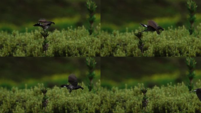 小鸟在山中觅食起飞慢镜头