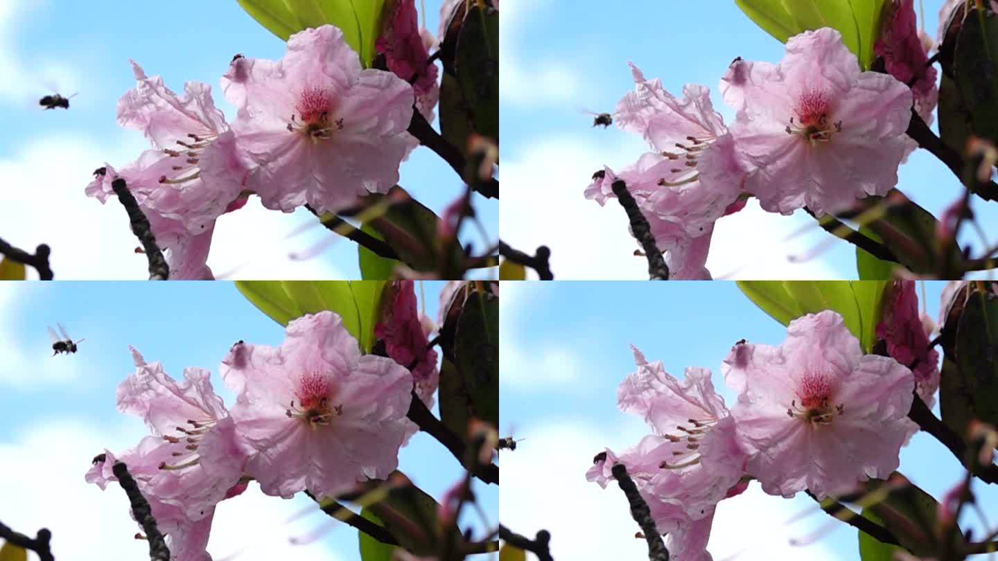 小蜜蜂蓝天下展翅飞进鲜花中