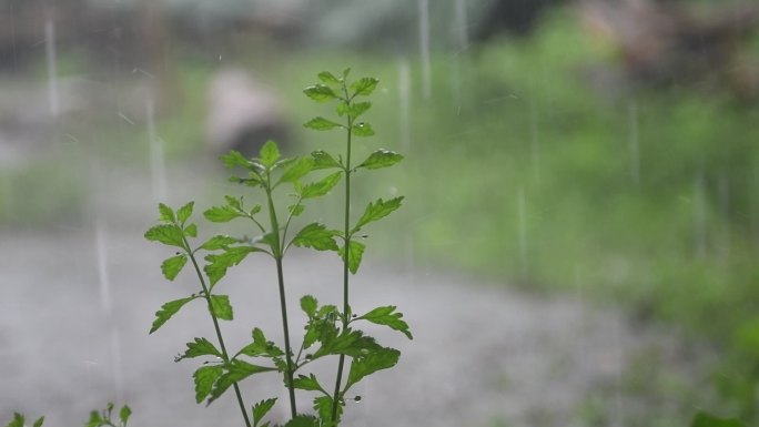 下雨天 雨淋植物