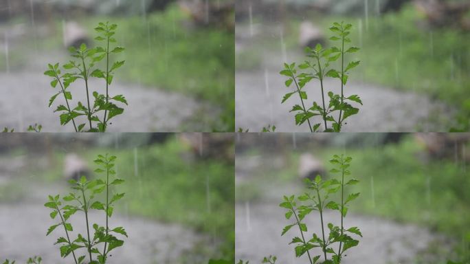 下雨天 雨淋植物