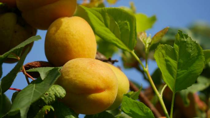 杏 杏树 杏成熟 果实3